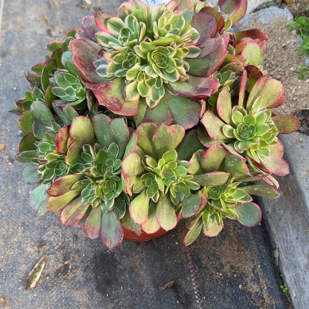 2粉花妖多肉多肉多肉