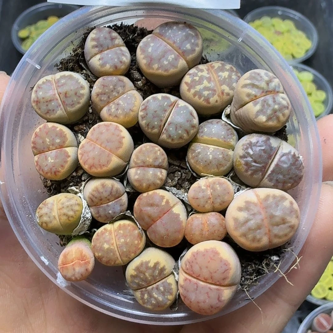 1664 哈哈哈哈哈哈哈哈哈哈