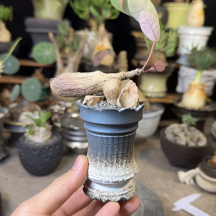 一物一拍奇艺油柑180