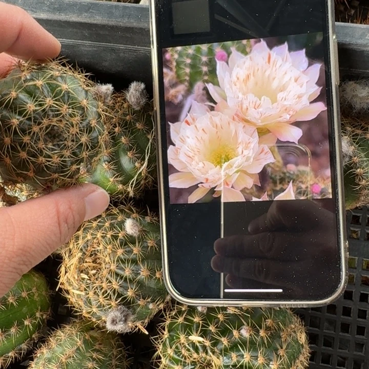 279丽花少女心歪无根侧牙3公分左右