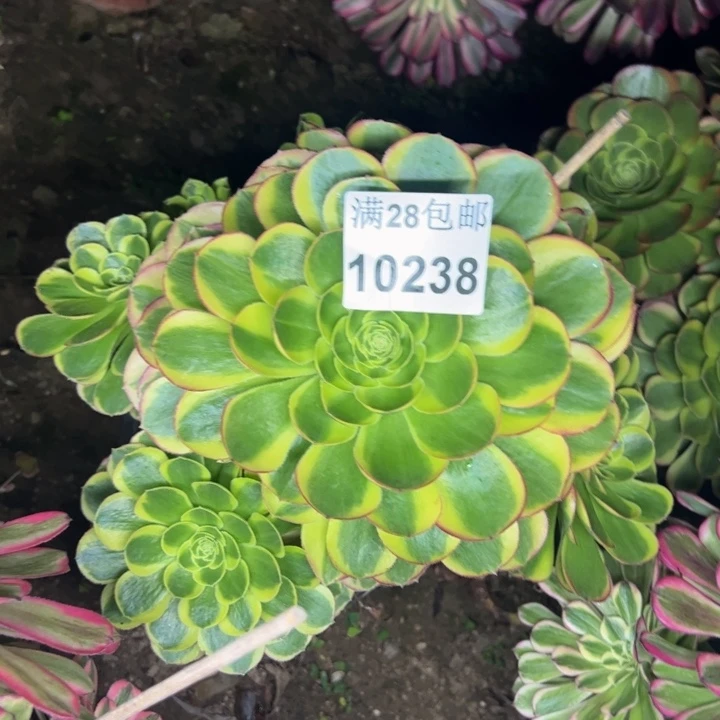 10238奶白多肉植物