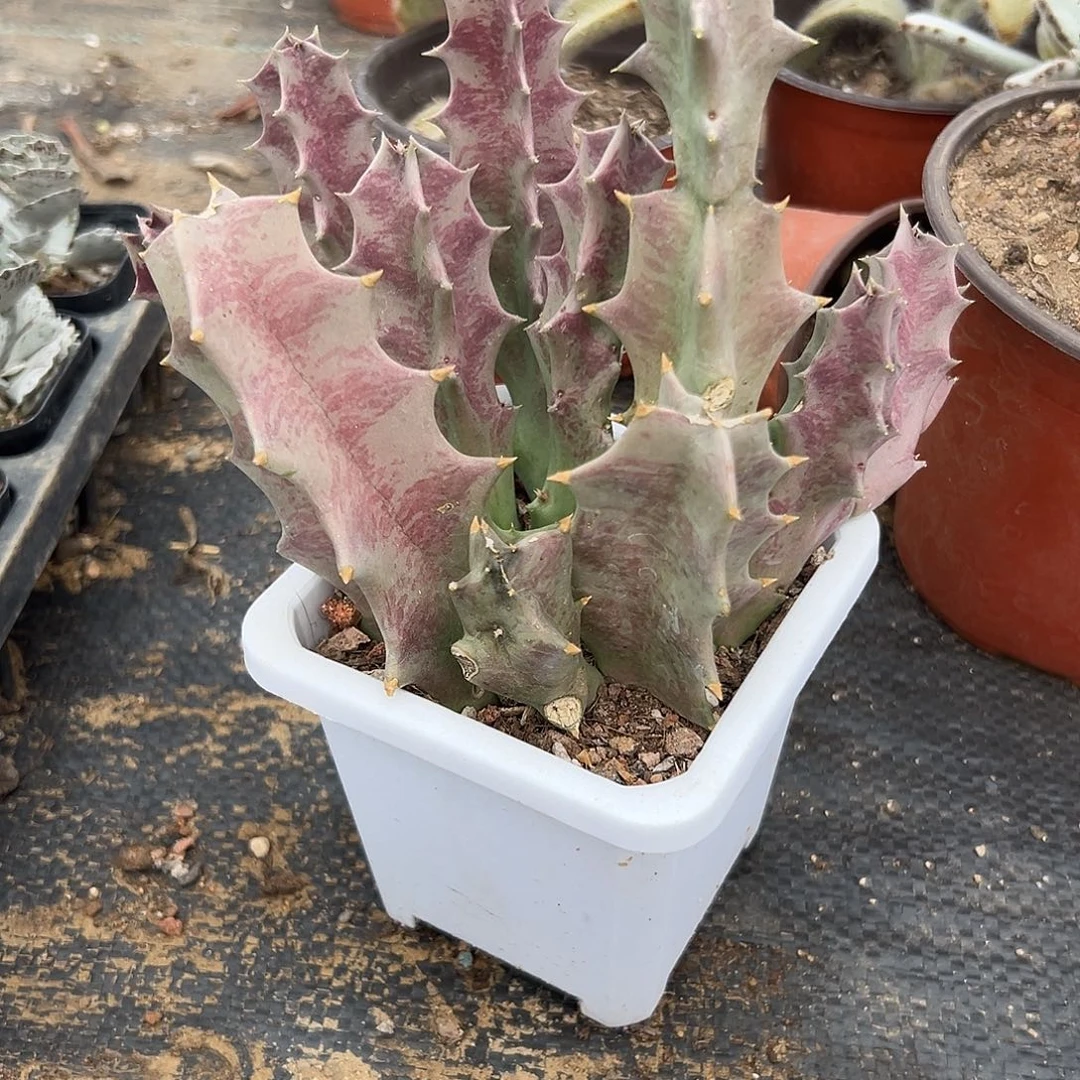 多肉植物四方罗摩