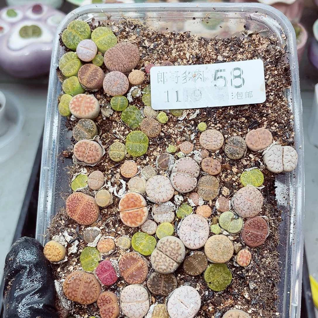 生石花满18包邮1119-58