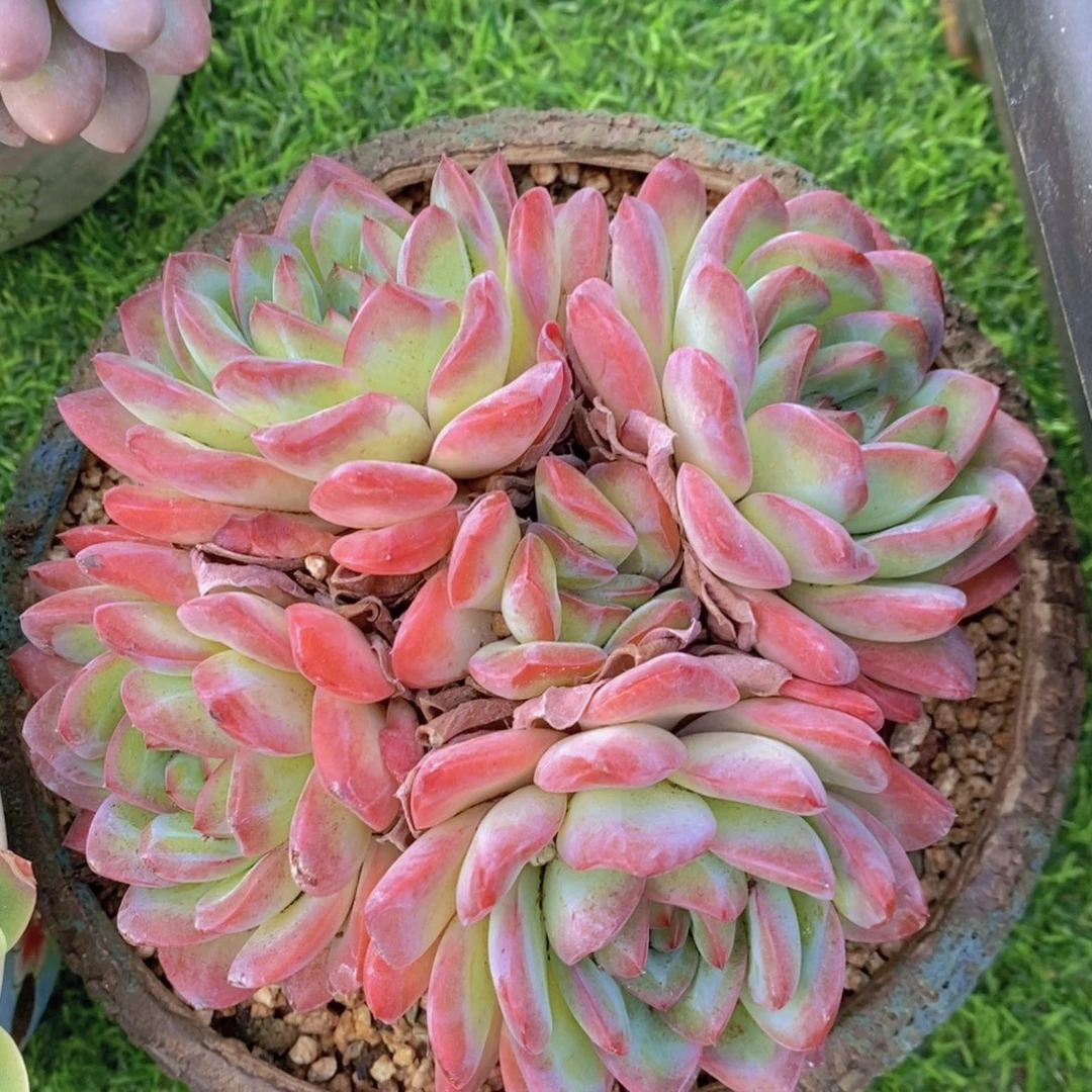 雪夜 一物一拍。