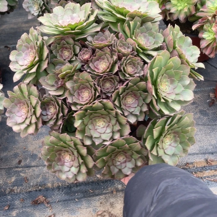 365万圣节法师多肉不售后