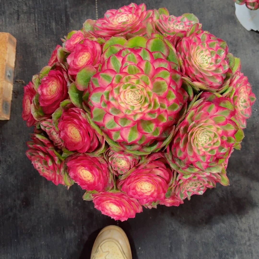 H多肉植物发货发货