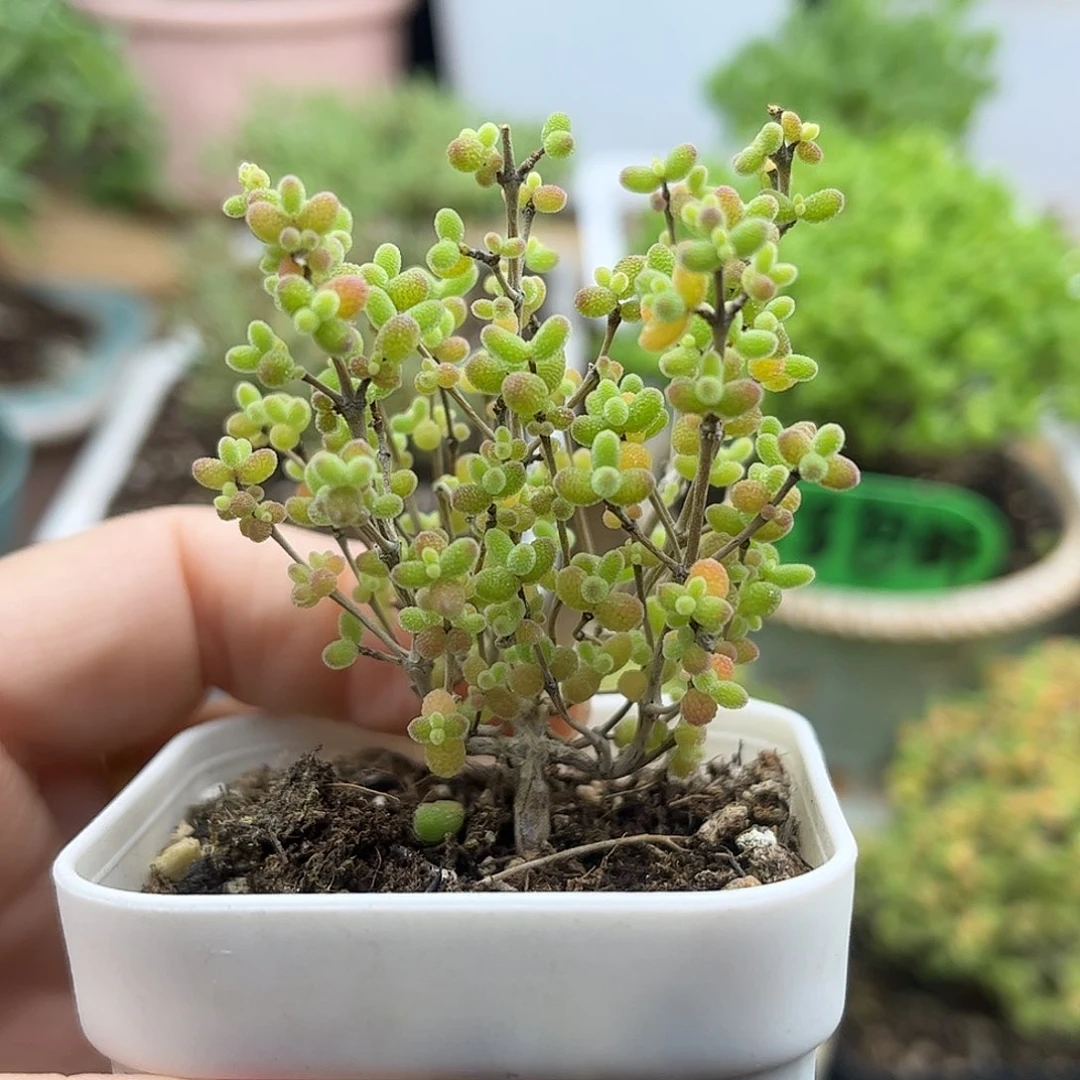 004蜜桔糖球优选枝干