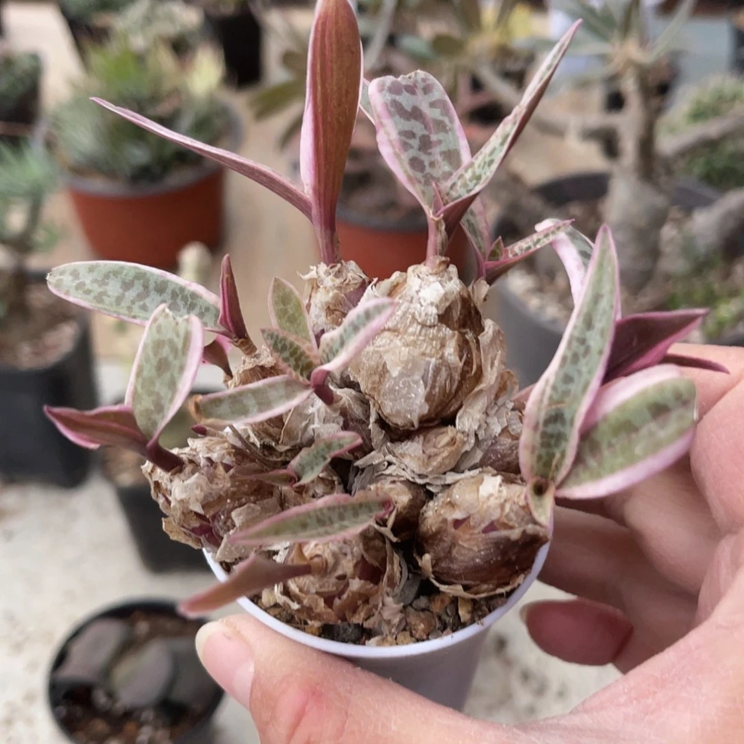 紫背油点百合锦一物一拍