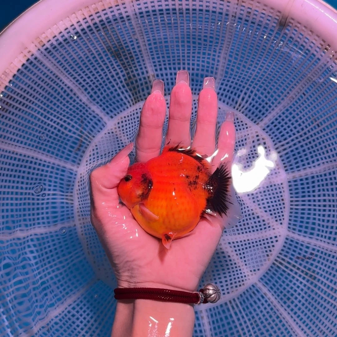 金鱼亚成红白短尾将军狮子