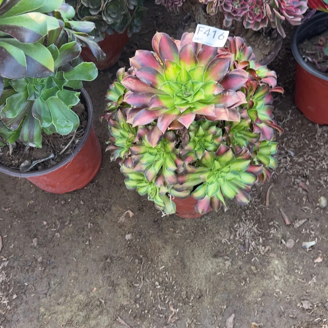 416韶华多肉植物法师多肉