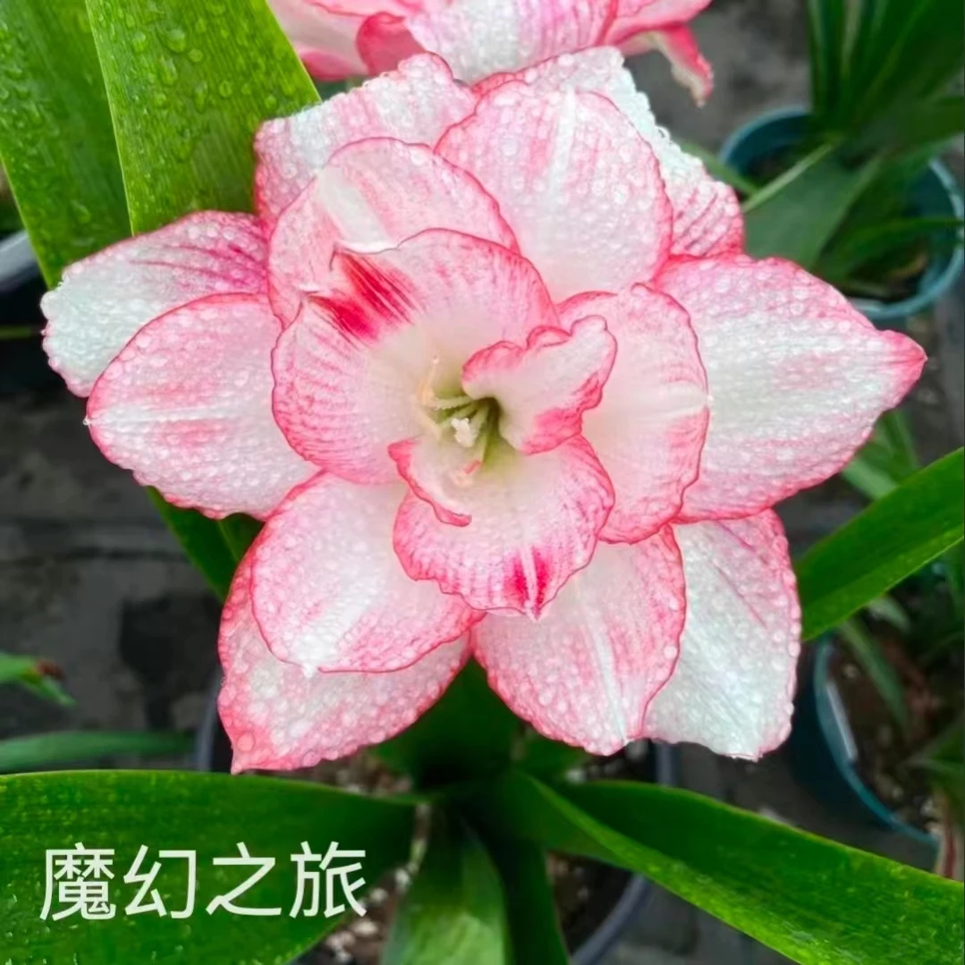 【魔幻之旅】朱顶红澳朱重瓣基地自然种球浓香室内盆栽四季开花植物