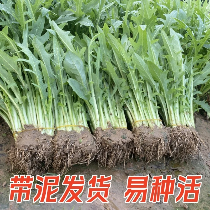 广西博白甜麦菜秧苗大叶苦麦麻菜阳台种植蔬菜