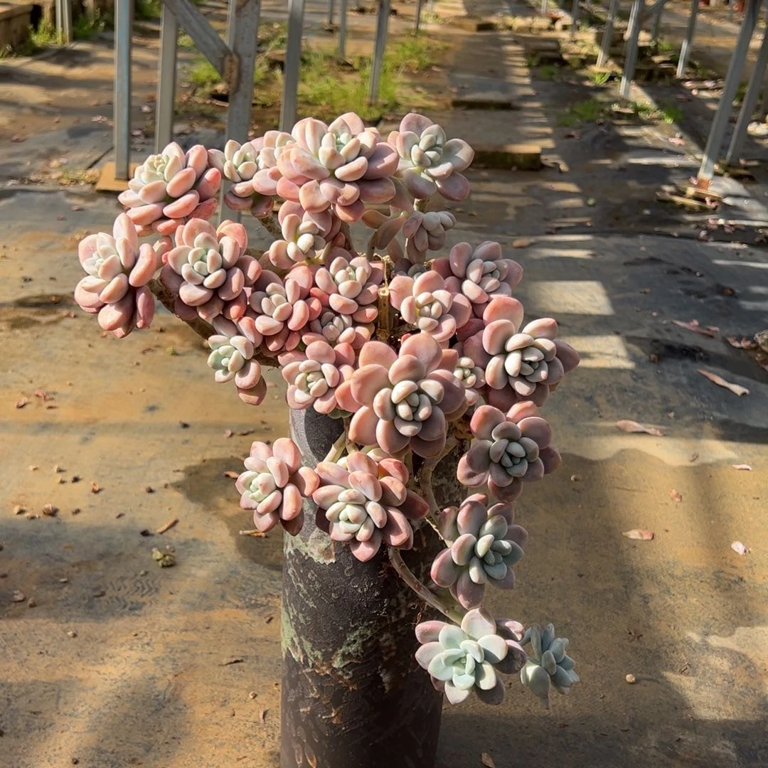 老桩洛神加盆悬崖