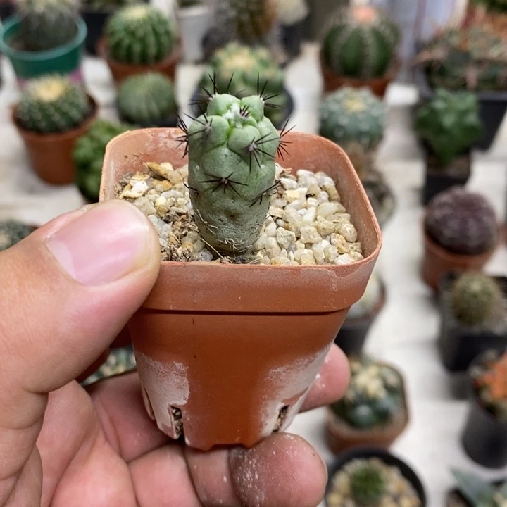 我***豆黑刺帝王丸特价福利