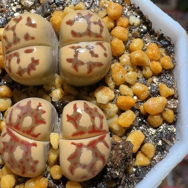 生石花3:：：。    35号