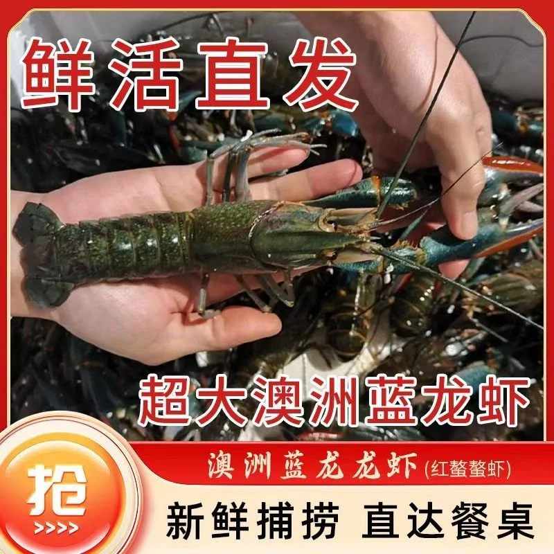 鲜活澳洲淡水蓝龙虾顺丰空运次日达