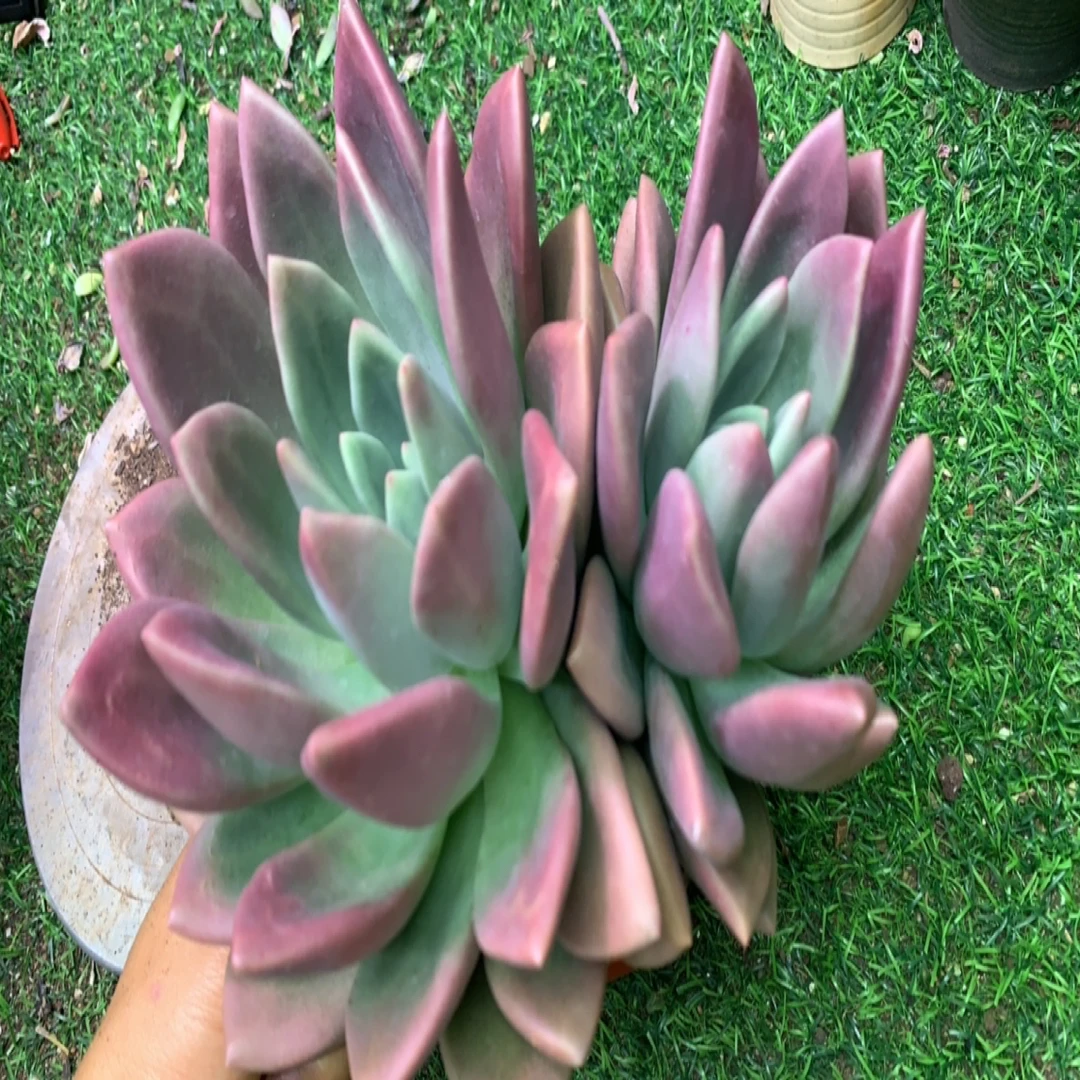 桃花源多肉植物脱土发货适合阳台盆栽美观好养