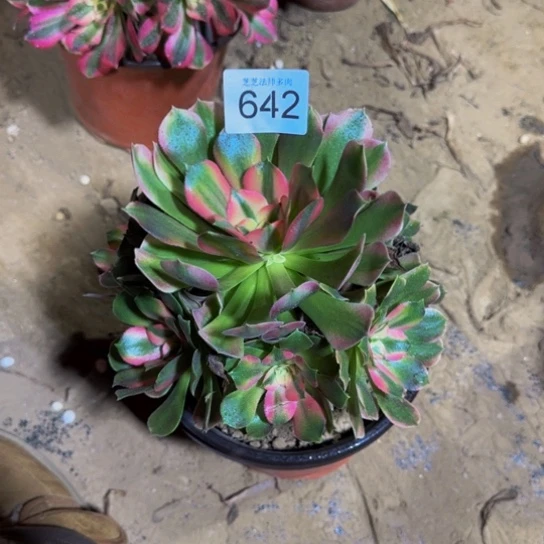 香妃法师一物一拍642