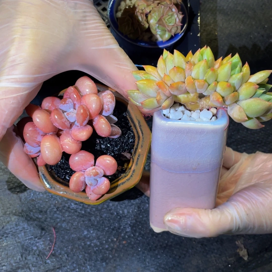 多肉植物盆栽多肉植物
