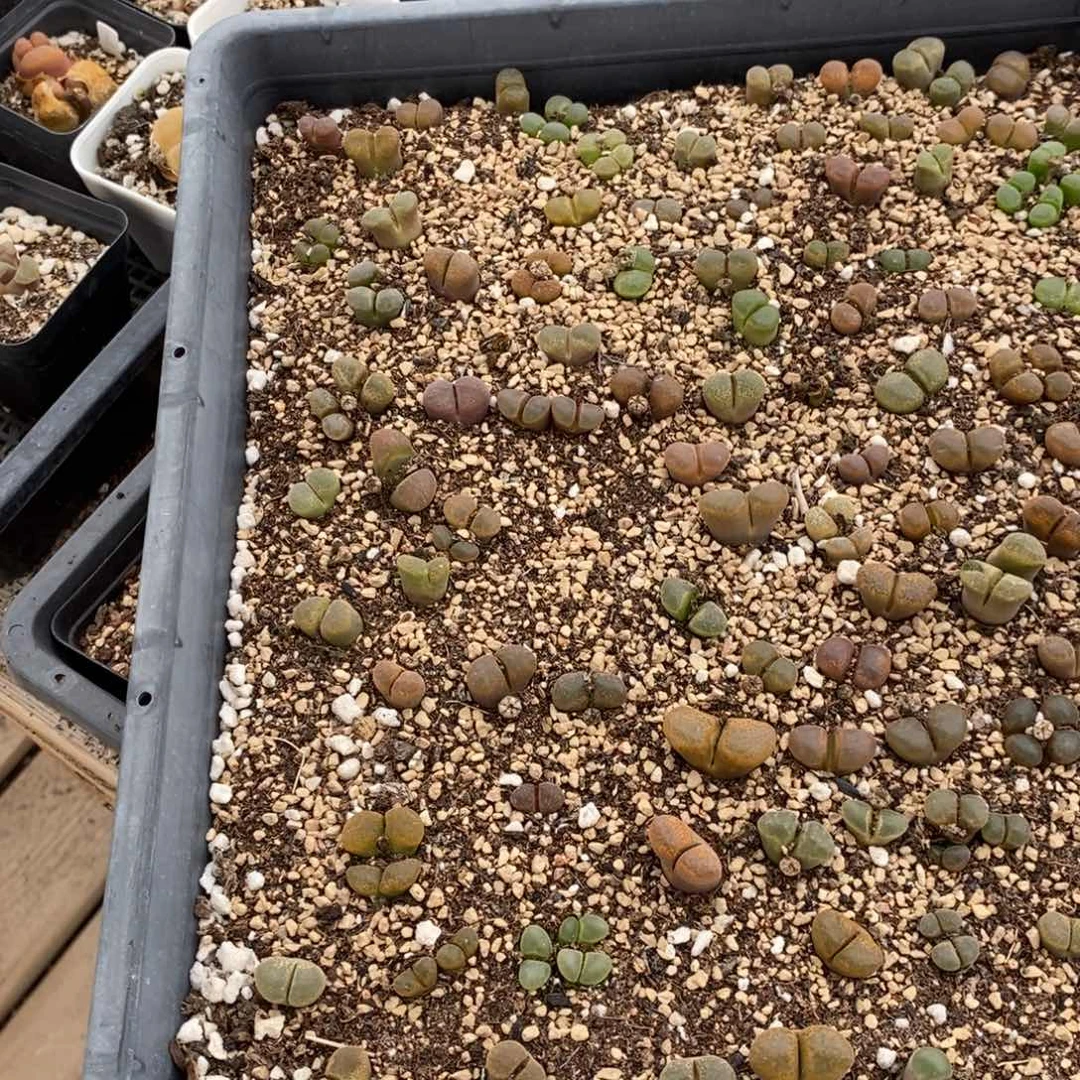 编号混风铃一筐。