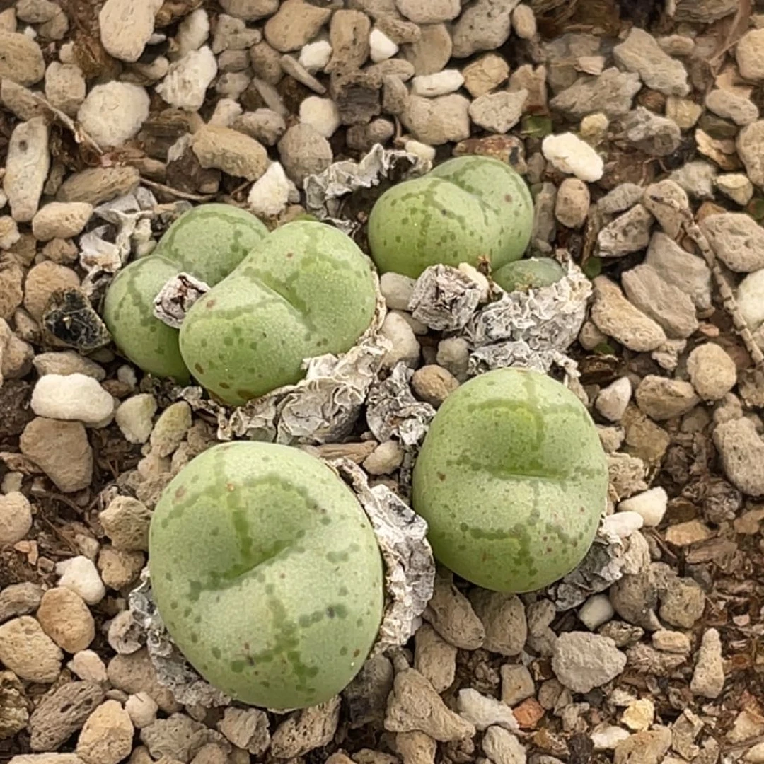 14-67猴多肉植物肉锥