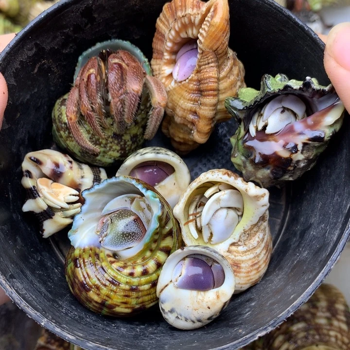 26a异色灰白短腕西沙组合