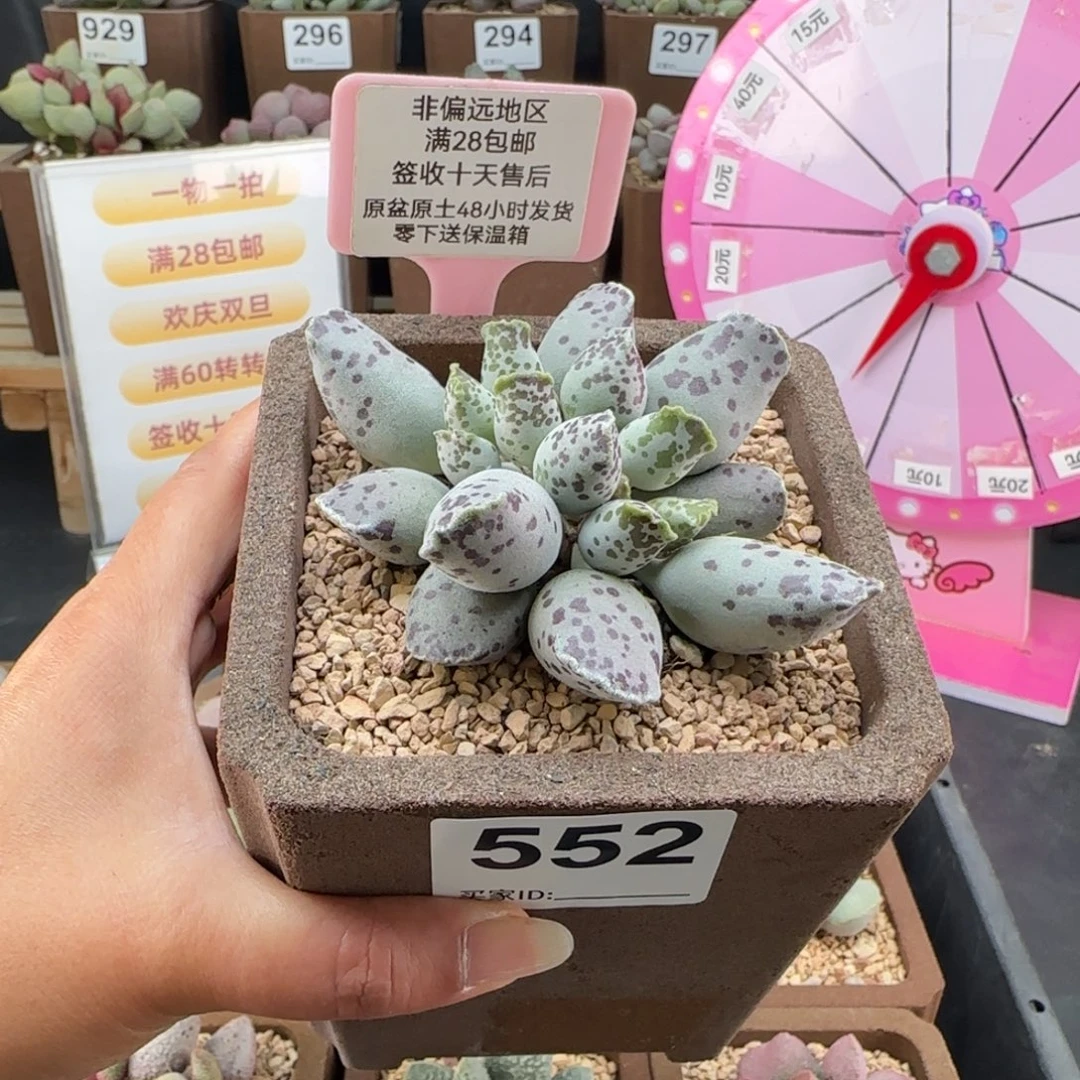 552白肌海豹多肉植物