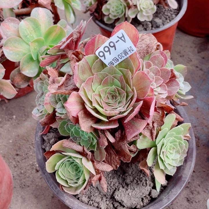 666花月夜多肉123456789