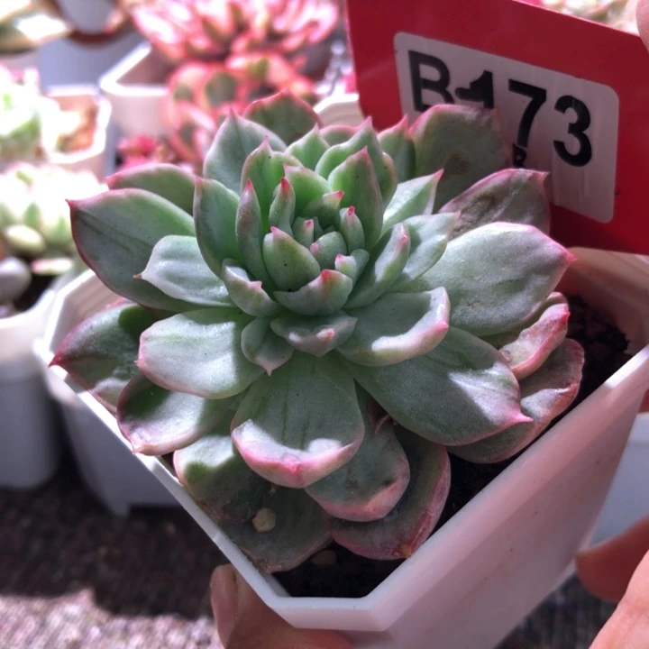 杂交锦有根有根有