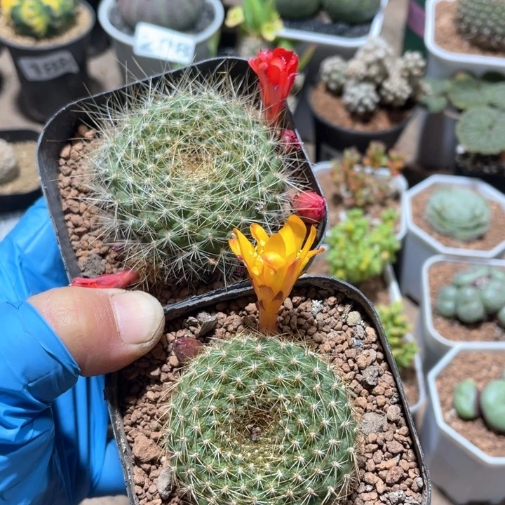 118实生宝山红➕黄2颗