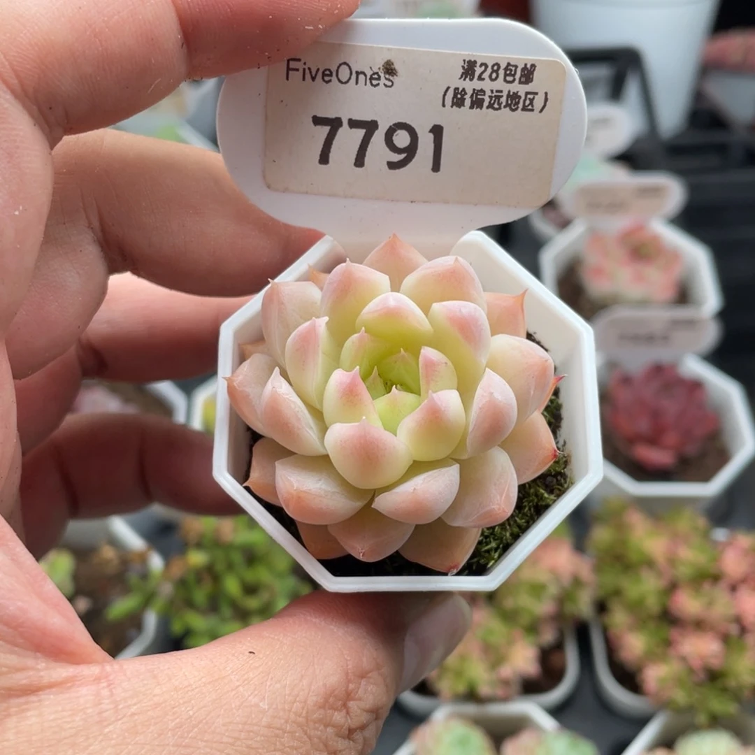 终***.桃熏女王7791-4.5厘米