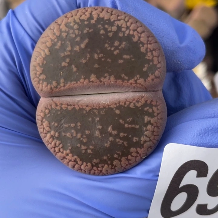 非偏远满20包邮697