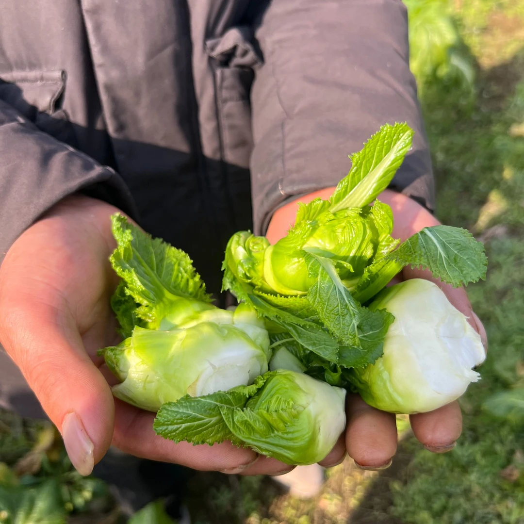 四川儿菜嫩儿仔芥菜娃娃菜新鲜蔬菜农家自种