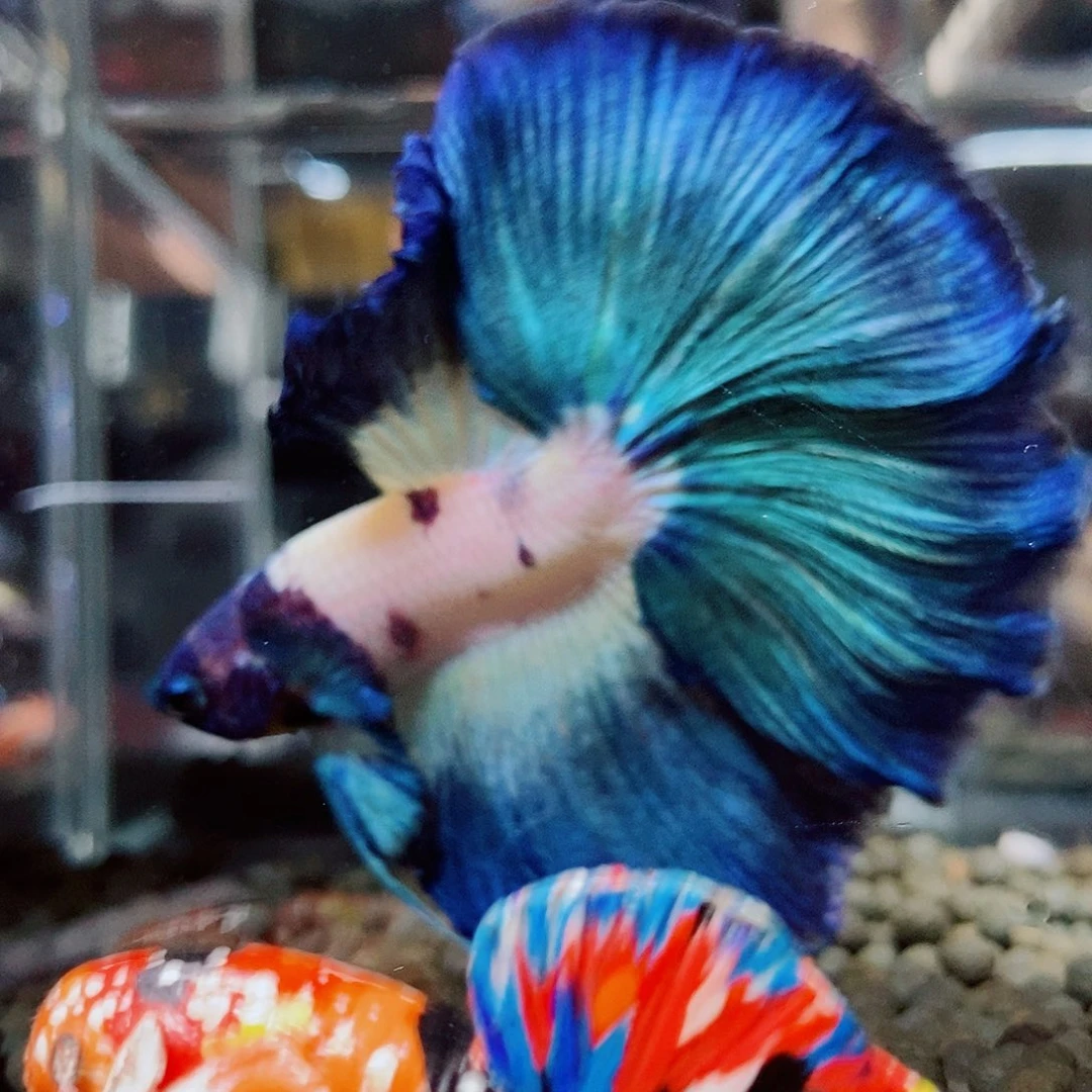 斗鱼黑174号a a a a a