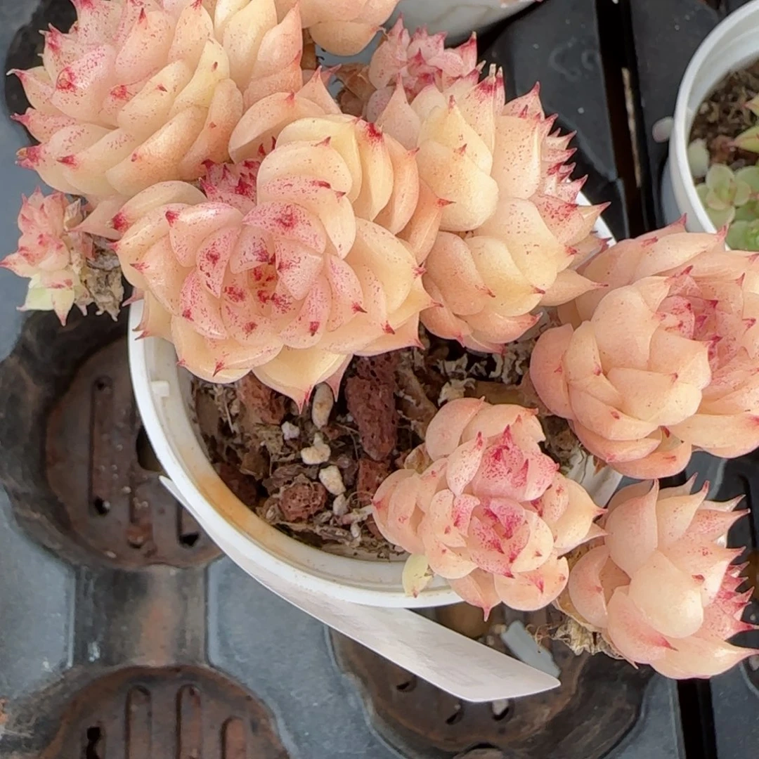 来***i花语逸境0222-475