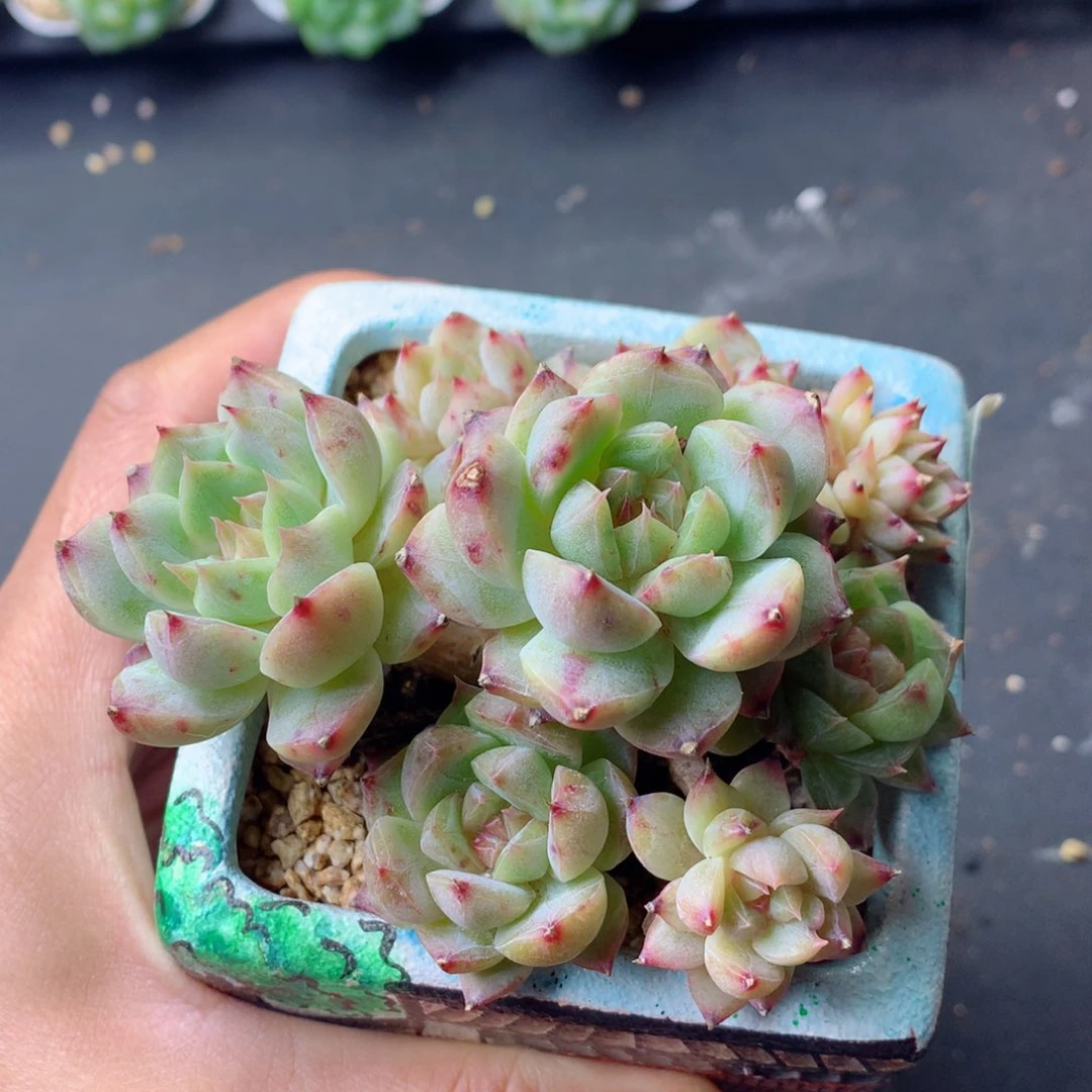 58包邮  群生不包整 115
