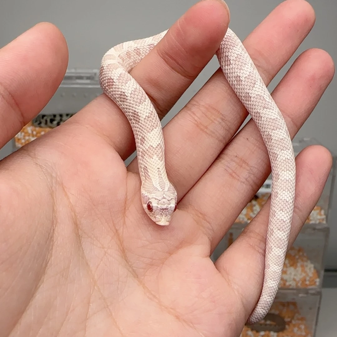 直播间专拍 雪康弟弟