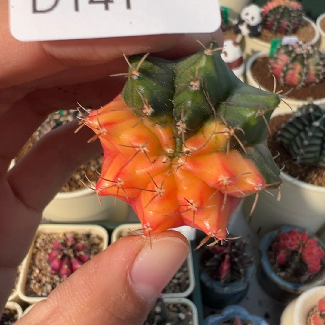 141 好看的米哈冲冲冲