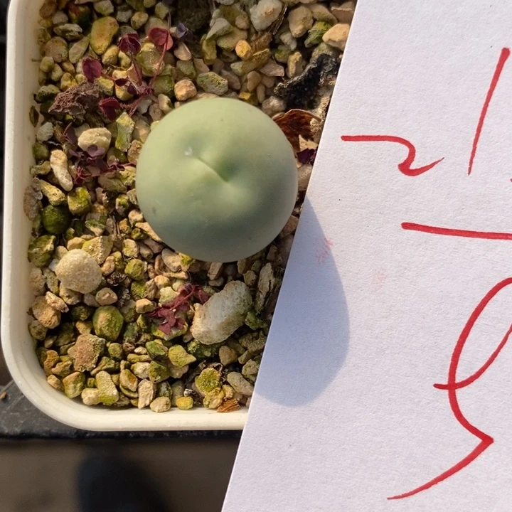 2153大型嘟嘴一颗