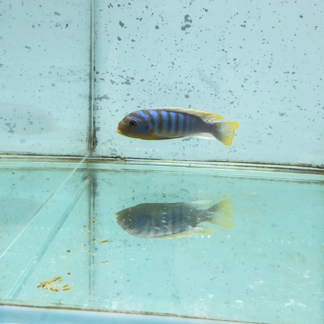 慈鲷野生伊孔贝费嗯1409。