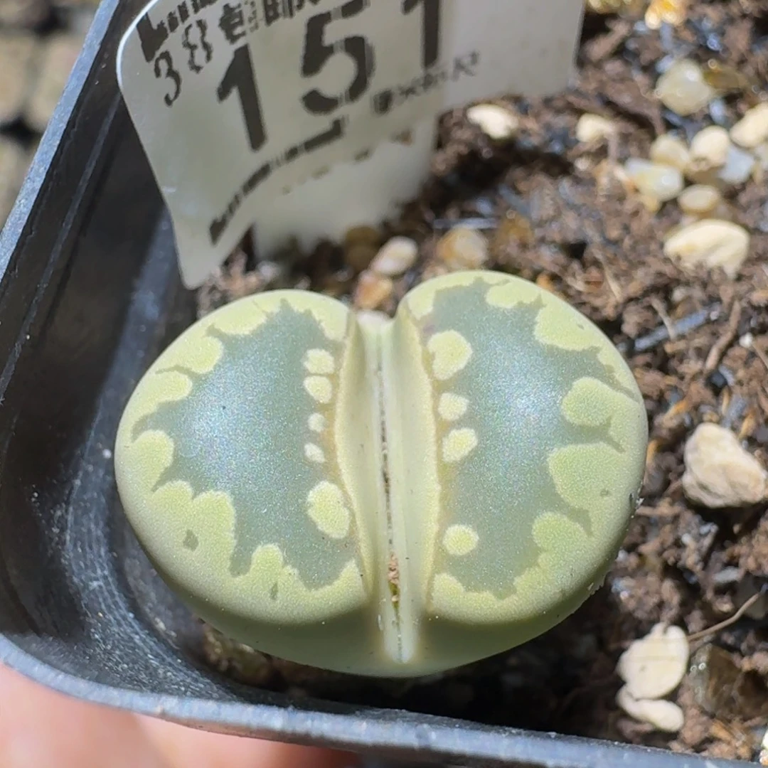 Ssss精品生石花151