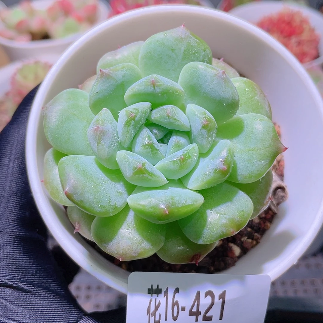 花利美16-421秘境冰魄