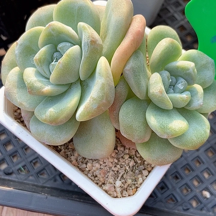 多肉植物双头石化991多肉