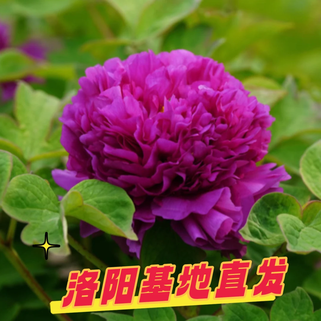 【首案红】牡丹大棵苗洛阳牡丹培植基地老苗对版庭院室外