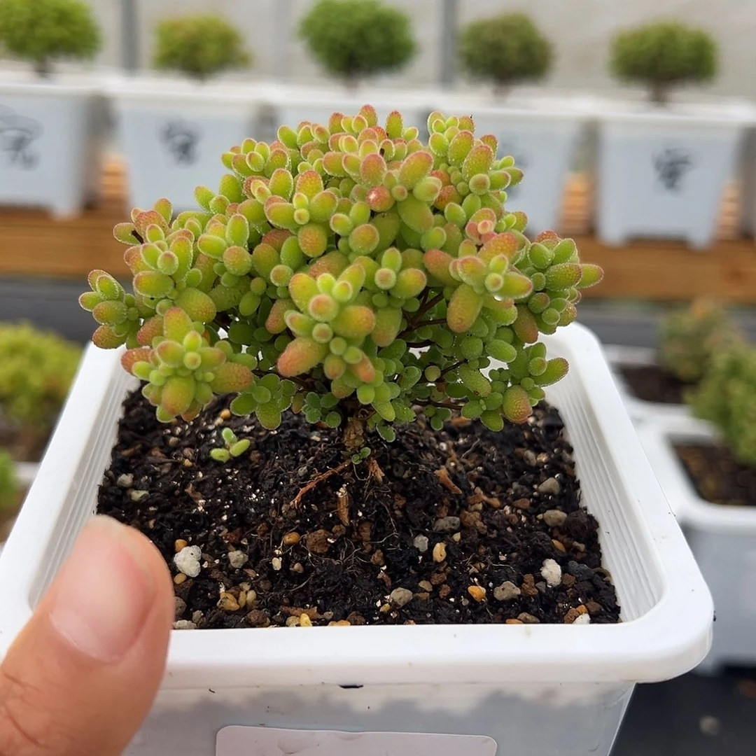 33号福利一颗5.9多肉