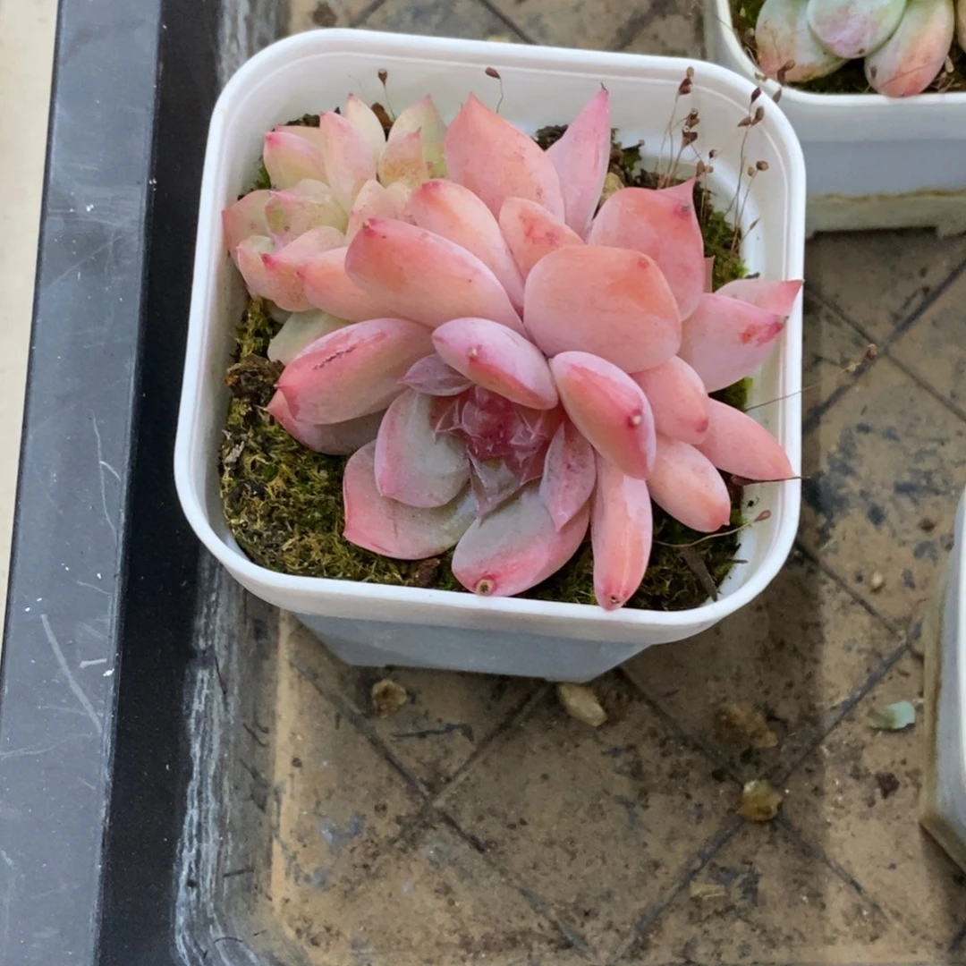 精品多肉一物一拍不包整143