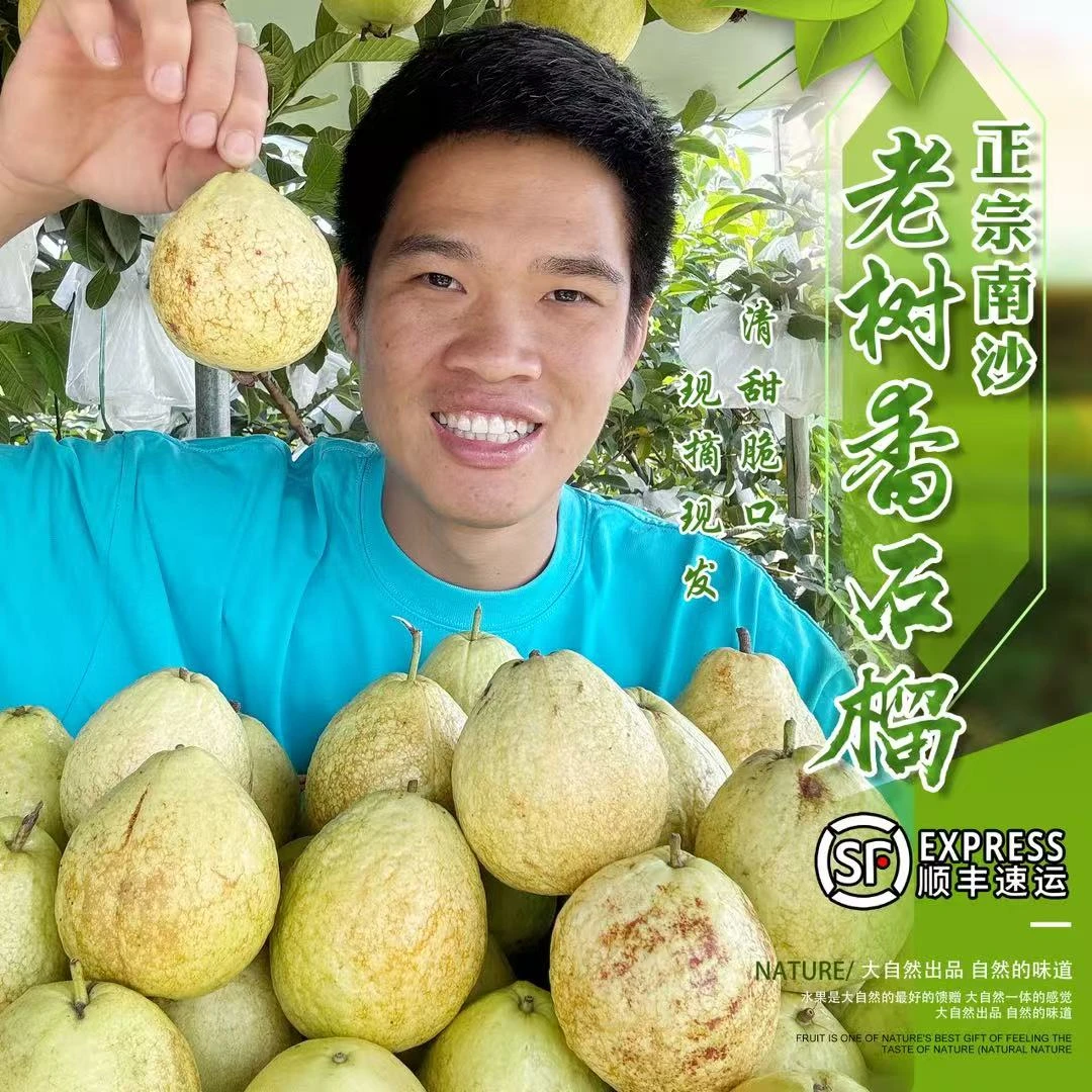 (顺丰包邮)南沙万顷沙老树白心珍珠番石榴清甜爽脆水果芭乐