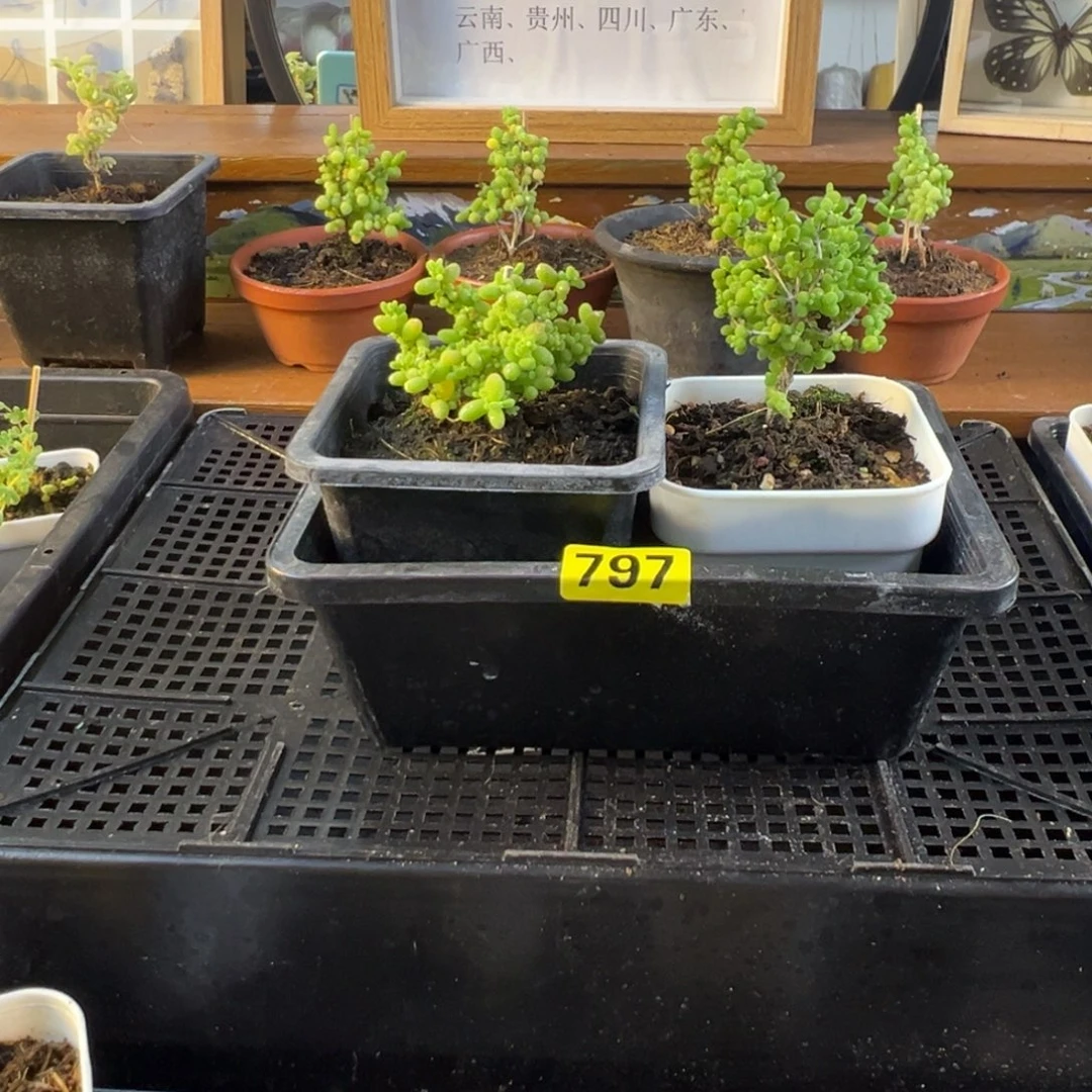 枝干番杏多肉植物797