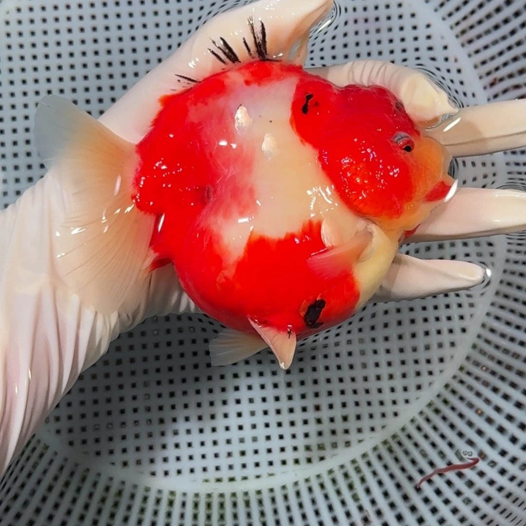 金鱼精品好货短尾狮子