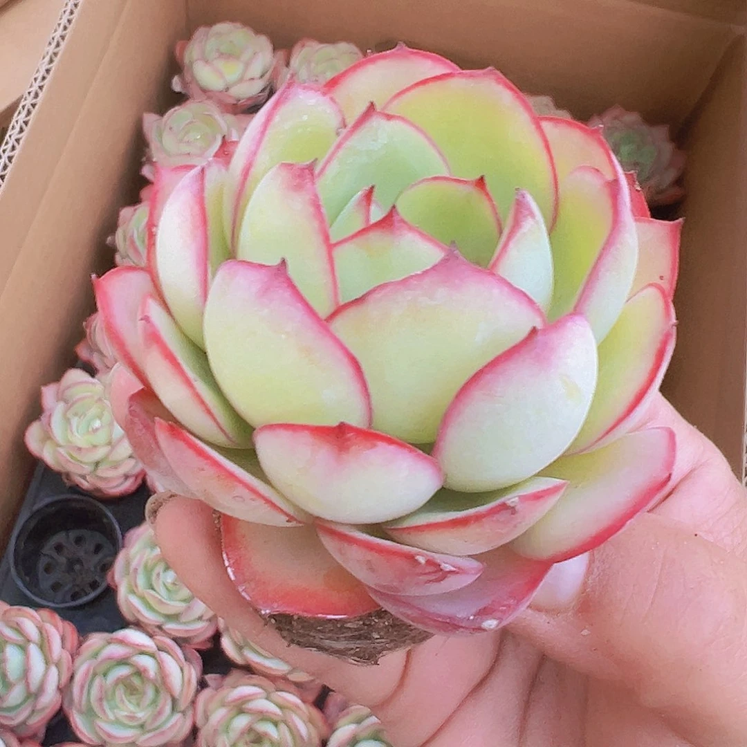 牡丹亭19包邮多肉